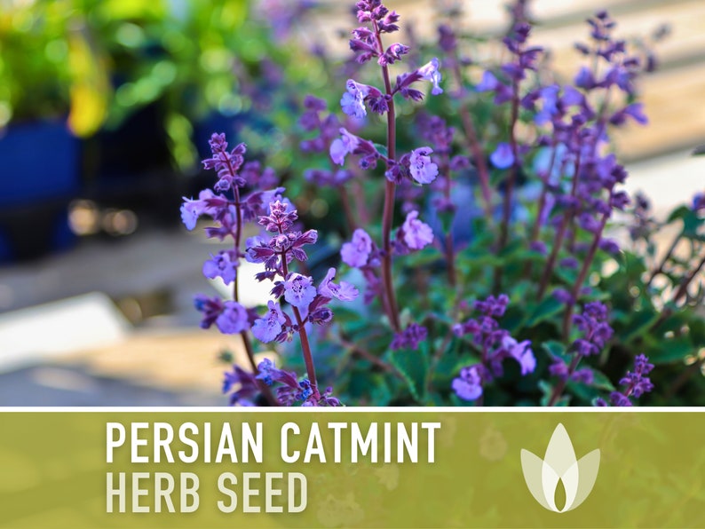 Persian Catmint Herb Seeds - Heirloom Seeds, Nepeta Mussinii, Catnip Cousin, Medicinal Herb, Ornamental Plant, Open Pollinated, Non-GMO