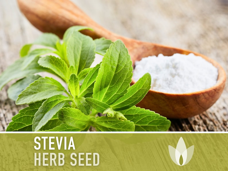 Stevia (Sugar Leaf) Seeds - Heirloom Seeds, Sugar Substitute, Natural Sweetener, Zero Calories, Sweet Herb, Stevia Rebaudiana, Non-GMO