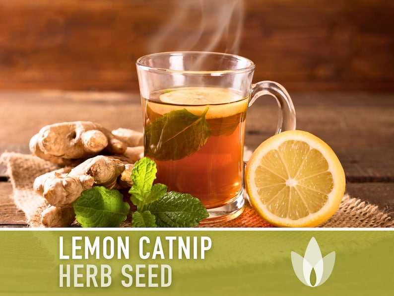 Lemon Catnip Herb Seeds - Heirloom Seeds, Herbal Tea, Kitty Favorite, Pollinator Friendly, Nepeta Citriodora, Open Pollinated, Non-GMO