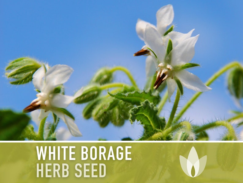 White Borage Seeds - Heirloom Seeds, Edible Flower Seeds, Medicinal Herb Seeds, Culinary Herb Seeds, Open Pollinated, Non-GMO