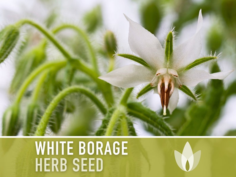 White Borage Seeds - Heirloom Seeds, Edible Flower Seeds, Medicinal Herb Seeds, Culinary Herb Seeds, Open Pollinated, Non-GMO