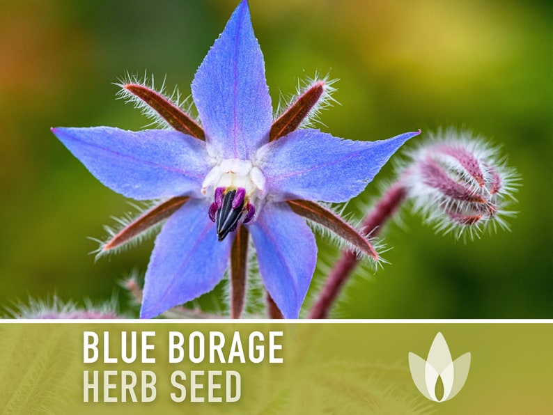Borage Heirloom Seeds - Adored by the bees! - Non-GMO, Open Pollinated, Untreated