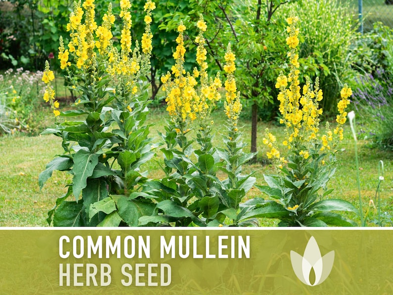Mullein Seeds, Common - Heirloom Seeds, Medicinal Herb Seeds, Herbal Remedy, Herbal Tea, Verbascum Thapsus,  Non-GMO