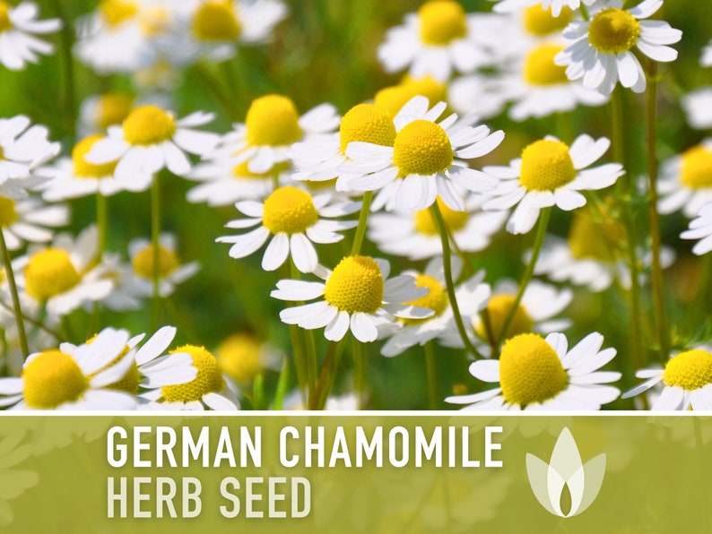 German Chamomile Herb Heirloom Seeds