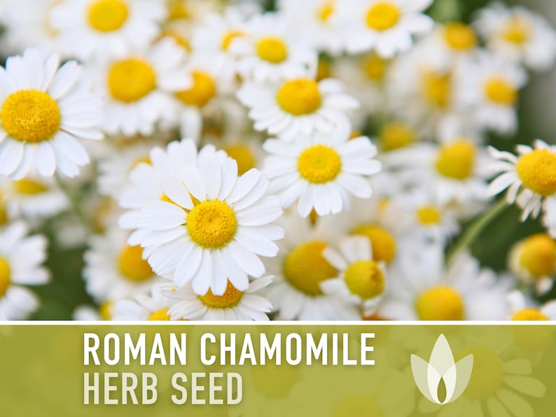 Roman Chamomile Seeds - Heirloom Seeds, Herb Seeds, Herbal Tea Garden, Medicinal Herb, Pollinator Garden, Non-GMO