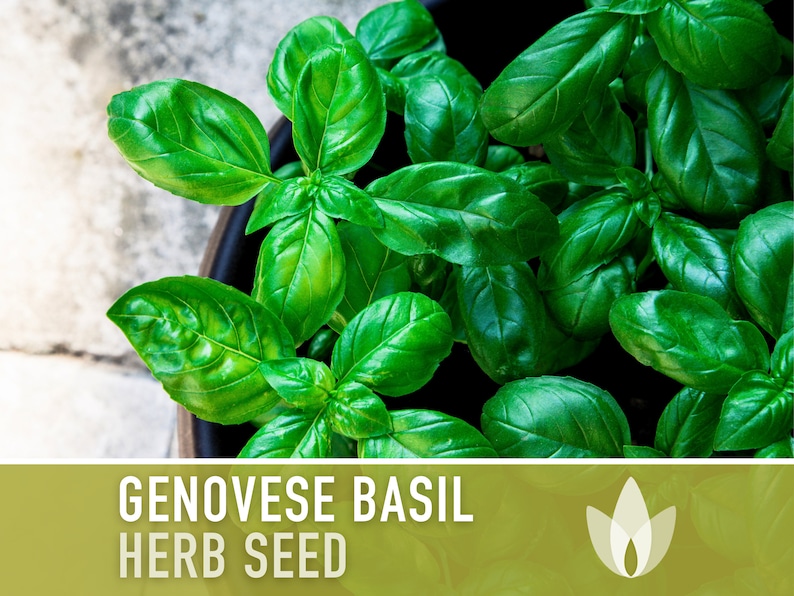 Genovese Basil Herb Heirloom Seeds