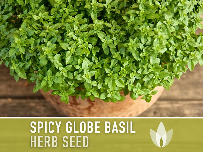 Spicy Globe Basil Seeds - Dwarf Basil, Greek Basil, Heirloom Seeds, Medicinal Herb, Aromatherapy, Culinary Herb, Open Pollinated, Non-GMO