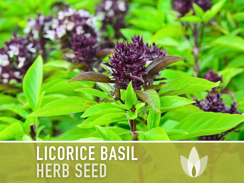 Licorice Basil Seeds - Persian Basil, Anise Basil, Heirloom Seeds, Medicinal Herb, Thai Basil, Culinary Herb, Open Pollinated, Non-GMO