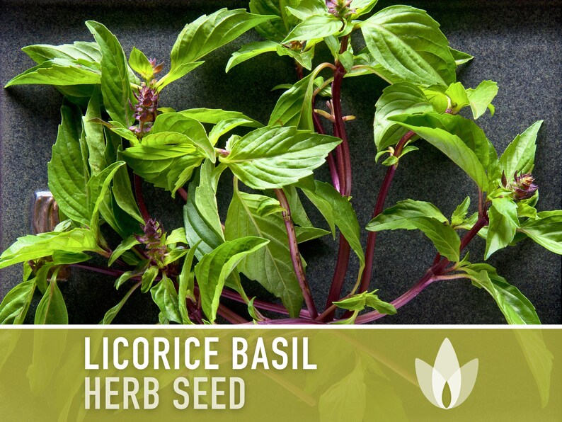 Licorice Basil Seeds - Anise Basil, Persian Basil, Thai Basil, Heirloom Seeds, Medicinal Herb, Culinary Herb, Open Pollinated, Non-GMO