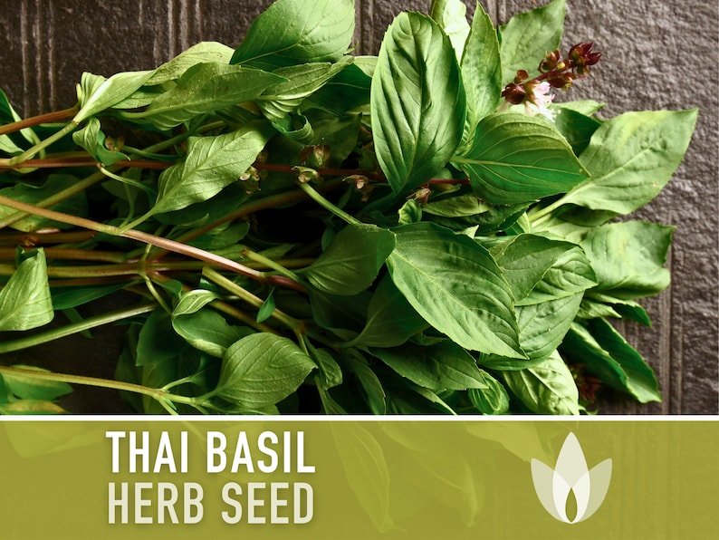 Thai Basil Herb Heirloom Seeds