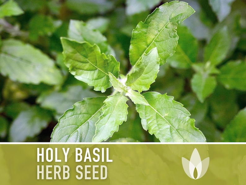Holy Basil, Tulsi Herb Heirloom Seeds