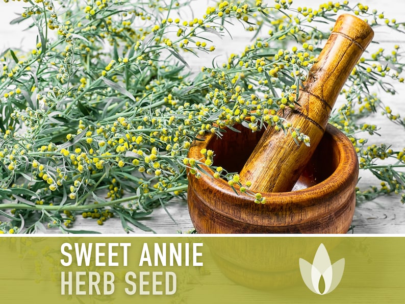 Sweet Annie Herb Seeds - Heirloom Seeds, Chinese Wormwood, Traditional Chinese Medicine, Sweet Wormwood, Sagewort, Artemisia Annua, Non-GMO