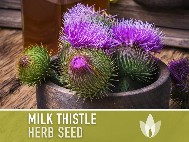 Milk Thistle Herb Seeds - Heirloom Seeds, Medicinal & Culinary Herb, Mary's Thistle, Showy Purple Flowers, Detox Herb, Bee Friendly, Non-GMO