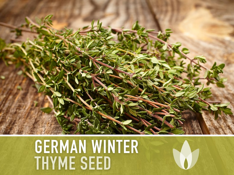 German Winter Thyme Seeds - Heirloom Seeds, Winter Thyme, English Thyme, Vulgaris, Culinary Herb, Medicinal Herb, Kitchen Herb, Non-GMO