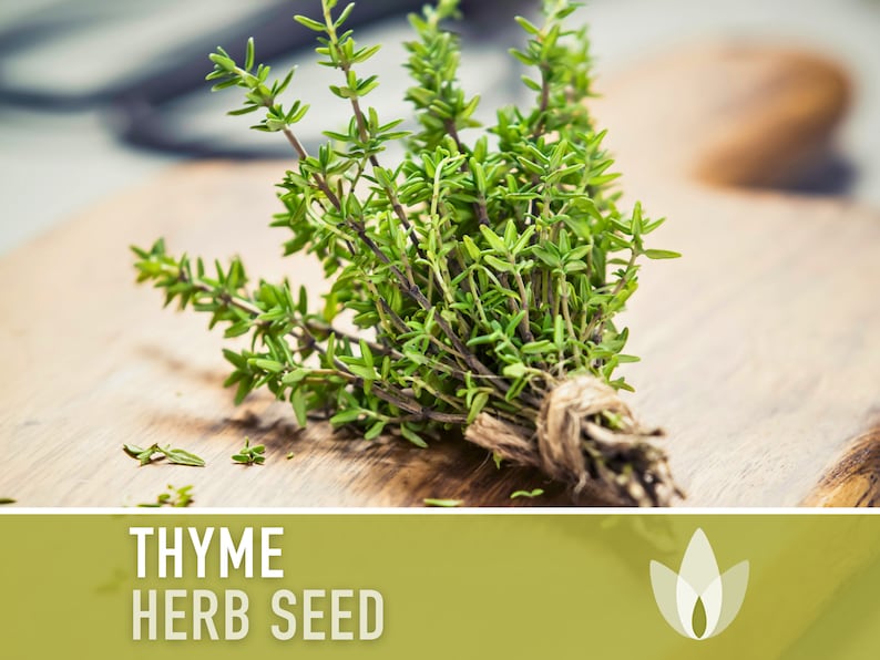 Thyme, Common Herb Seeds - Heirloom Seeds, Thyme Vulgaris, Medicinal Herb Seeds, Open Pollinated, Non-GMO
