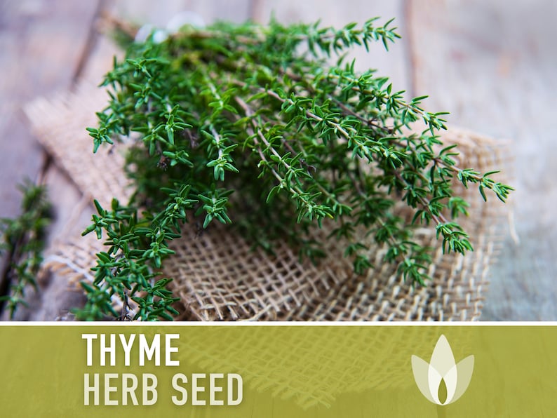 Thyme Vulgaris Herb Heirloom Seeds