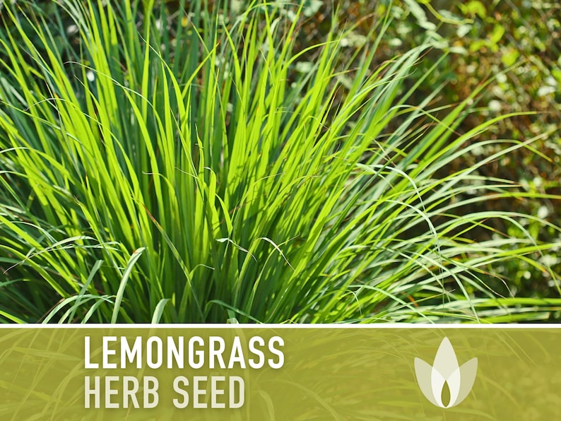 Lemongrass Herb Seeds - Heirloom Seeds, Culinary Herb, Medicinal Herb, Hydroponics, OP, Non-GMO