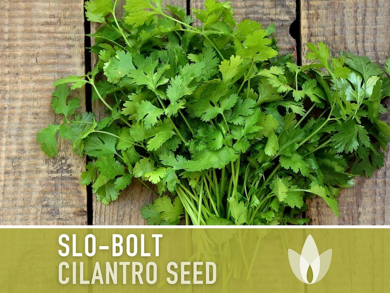 Slo-Bolt Cilantro Herb Heirloom Seeds