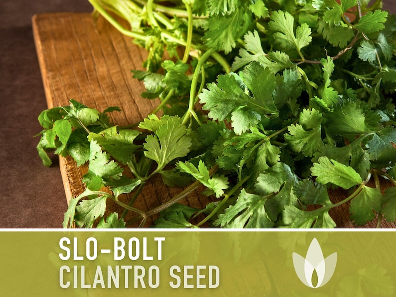 Slo-Bolt Cilantro Herb Heirloom Seeds