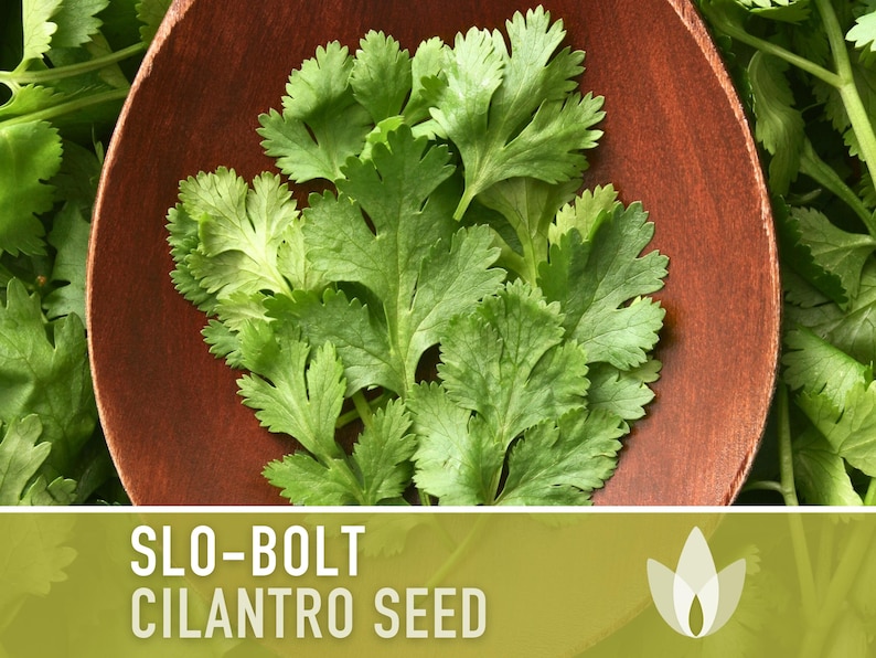Slo-Bolt Cilantro Seeds - Heirloom Seeds, Culinary Herb Seeds, Medicinal Herb Seeds, Open Pollinated, Non-GMO