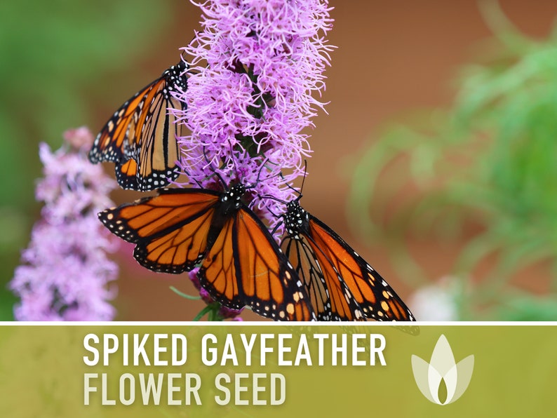 Spiked Gayfeather Flower Seeds - Heirloom Seeds, Monarch Favorite, Medicinal Plant, Blazing Star, Prairie Feather, Liatris Spicata, Non-GMO