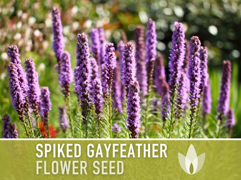 Spiked Gayfeather Flower Seeds - Heirloom Seeds, Medicinal Plant, Monarch Favorite, Blazing Star, Prairie Feather, Liatris Spicata, Non-GMO