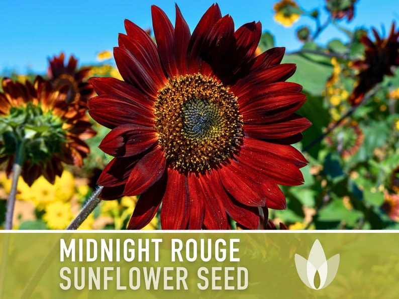Midnight Rouge Sunflower Seeds - Heirloom Seeds, Deep Burgundy Blooms, Bouquet Flowers, Helianthus Annuus, Open Pollinated, Non-GMO
