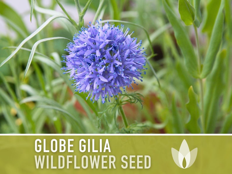 Globe Gilia Flower Seeds - Heirloom, Native Wildflower, Pollinator Garden, Non-GMO, Open Pollinated