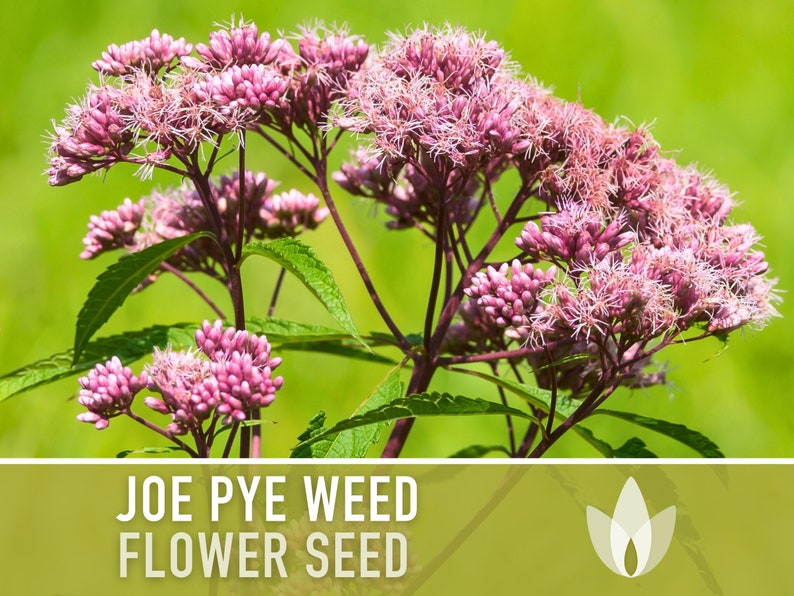 Joe Pye Weed, Spotted Flower Seeds - Heirloom Seeds, Native Seeds, Wildflower Seeds, Non-GMO