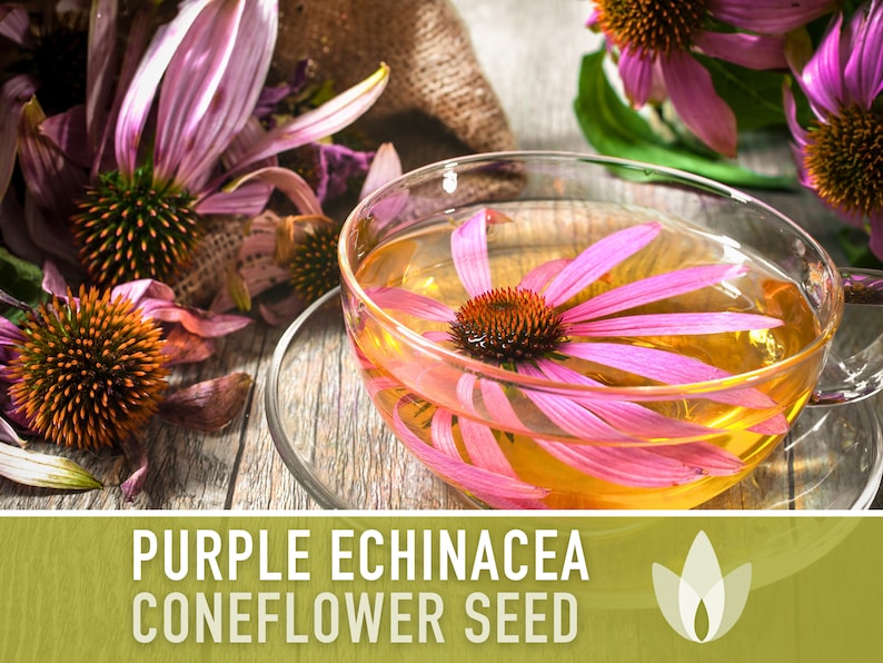 Echinacea, Purple Coneflower Seeds - Heirloom Seeds, Echinacea Purpurea, Cut Flower Seeds, Butterfly Garden, Native Wildflower, Non-GMO