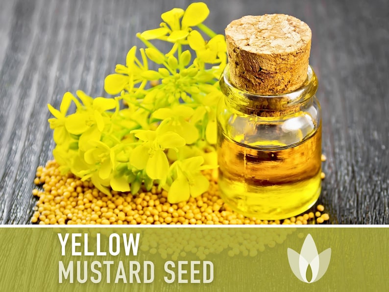 Mustard, Yellow Seeds - Heirloom Seeds, Medicinal Herb, Culinary Herb, Microgreens, Edible Flowers, Cover Crop, Sinapis Alba, Non-GMO