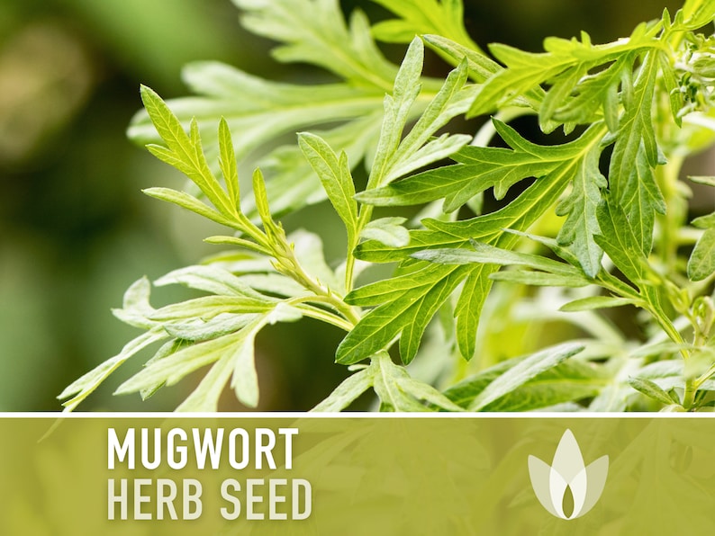 Mugwort Organic Medicinal Herb Seeds, Artemisia Vulgaris, Heirloom, Non-GMO