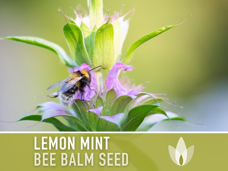 Lemon Mint Bee Balm, Bergamot Herb Heirloom Seeds