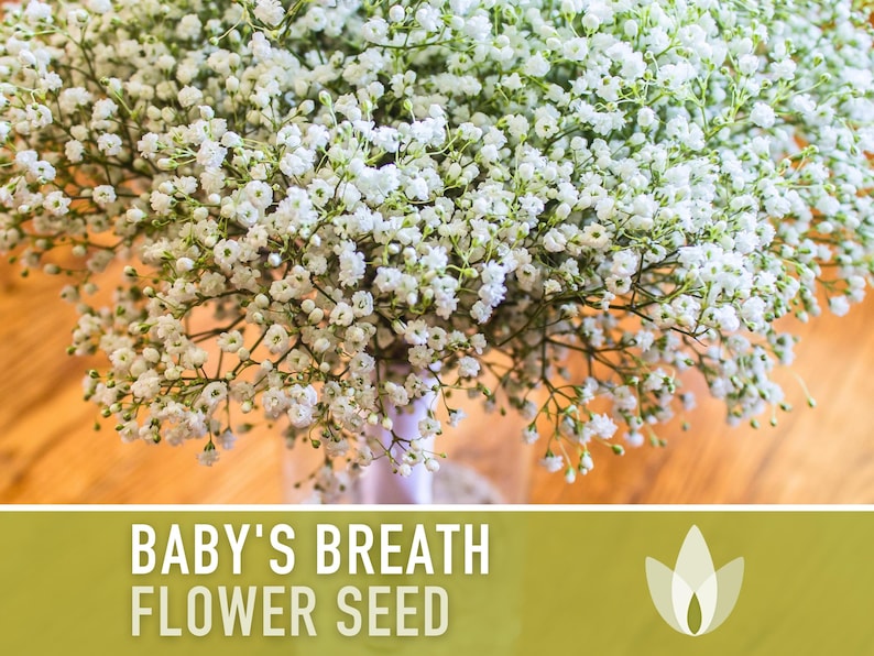 Baby's Breath, Annual Flower Seeds - Heirloom Seeds, Wedding Bouquets, Covent Garden, Floral Arrangements, Gypsophila Elegans, Non-GMO