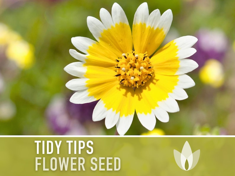 Tidy Tips Flower Seeds - Heirloom Seeds, Southwest Native Wildflower, Layia Platyglossa, Yellow Daisy, Cut Flowers, Open Pollinated, Non-GMO
