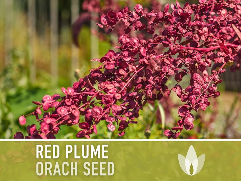 Red Plume Orach Seeds - Heirloom Seeds, Mountain Spinach, French Spinach, Garden Orach, Amaranth, Cool Season, Atriplex Hortensis, Non-GMO