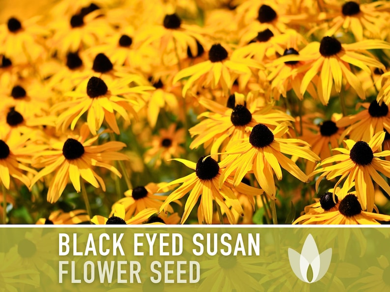 Black-Eyed Susan Flower Seeds - Heirloom, Native Flowers, Wildflower, Butterfly Garden, Perennial, Easy Grow, Open Pollinated