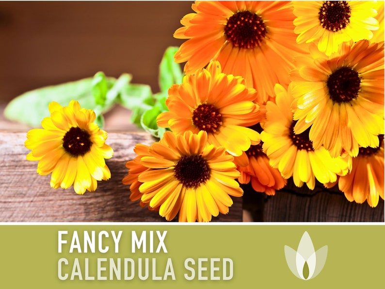 Calendula Officinalis, Fancy Mix Heirloom Seeds, Flower Seeds