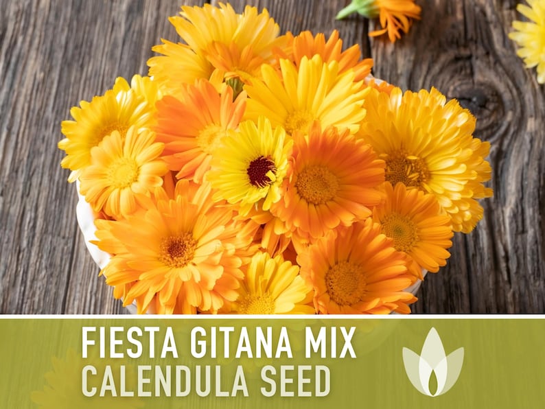 Calendula Officinalis, Fiesta Gitana Heirloom Seeds, Flower Seeds