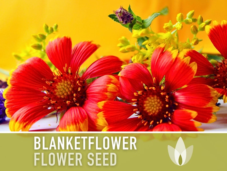Blanketflower Flower Seeds - Heirloom Seeds, Native Wildflower, Drought Tolerant, Pollinator Garden, Gaillardia Aristata, OP, Non-GMO