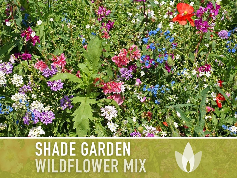 Shade Garden Wildflower Seed Mix - Seed Packets, Heirloom Seeds, Flower Seeds, Non GMO, Open Pollinated
