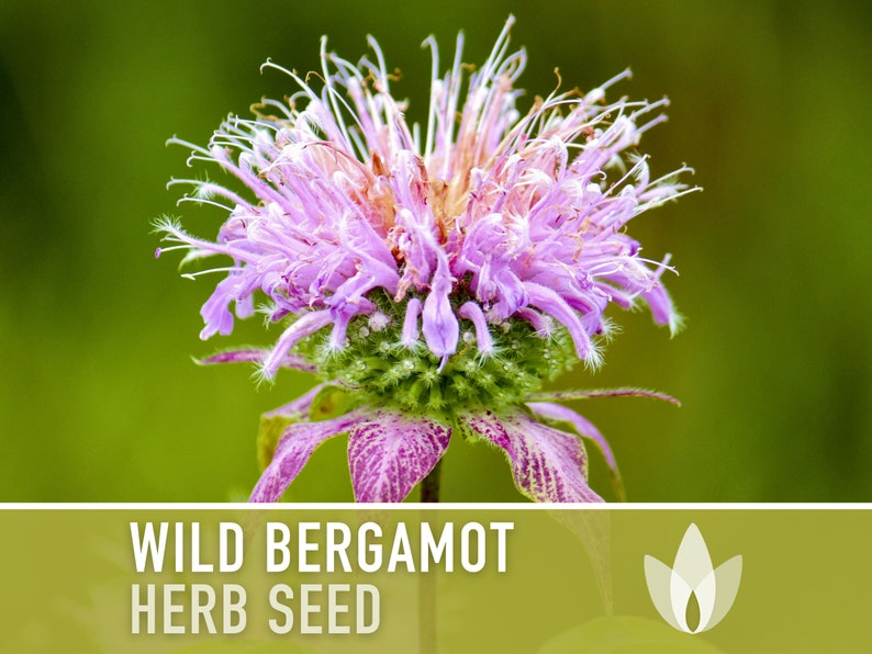 Wild Bergamot Heirloom Herb Seeds - Flower Seeds, Monarda, Bee Balm, Medicinal Herb, Non-GMO