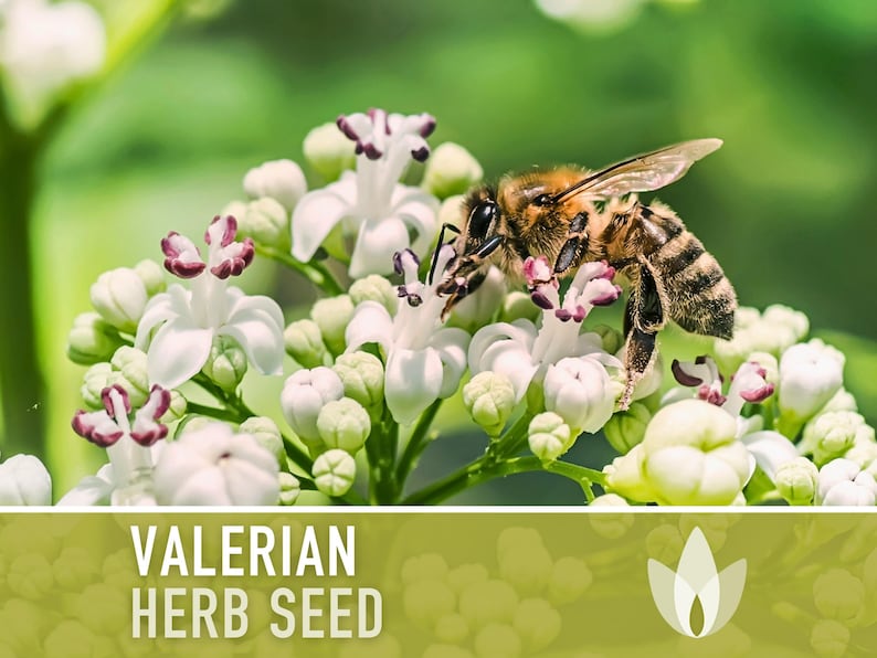 Valerian Herb Seeds - Heirloom Seeds, Medicinal Herb Seeds, Natural Sleep Aid, Open Pollinated, Non-GMO