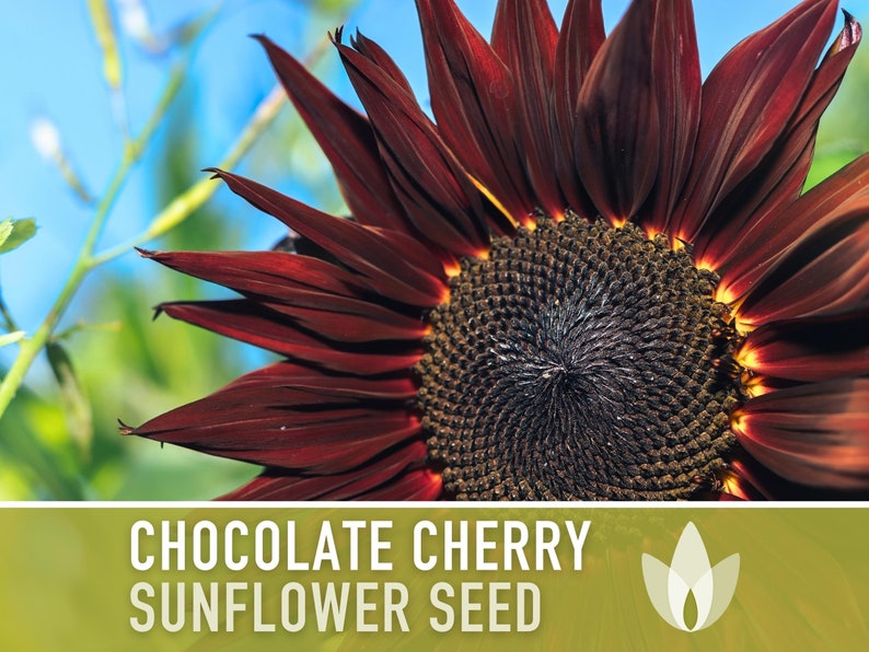 Chocolate Cherry Sunflower Seeds - Heirloom Seeds, Burgundy Sunflower, Cut Flowers, Open Pollinated, Helianthus Annuus, Non-GMO