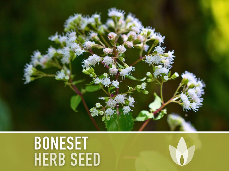 Boneset Seeds - Heirloom Seeds, Medicinal Herb, Snow White Flowers, Butterfly Garden, Pollinator Friendly, Open Pollinated, Non-GMO