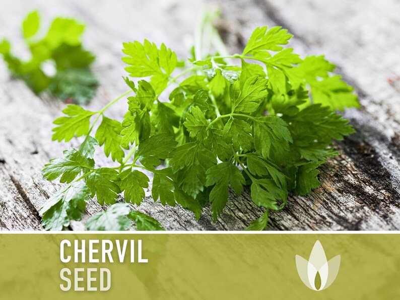 Chervil Seeds - Culinary Herb Seeds, Heirloom Seeds, French Parsley, Gourmet Parsley, Open Pollinated, Non-GMO