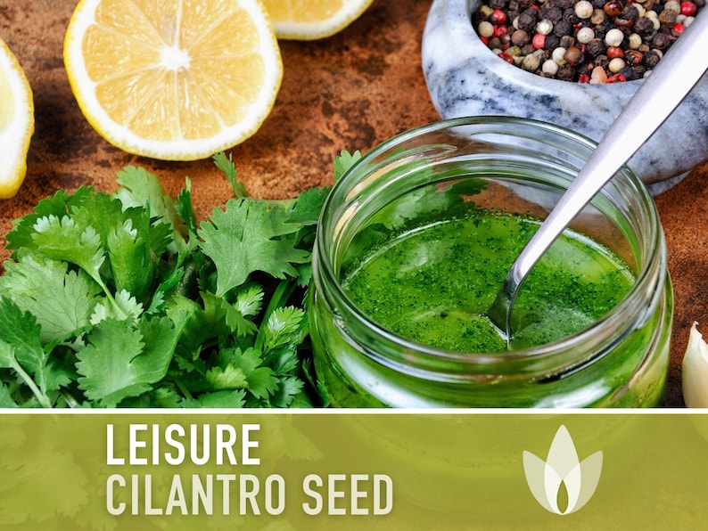 Leisure Cilantro Seeds - Coriander Seeds, Heirloom Seeds, Culinary Herb Seeds, Slow-Bolting, Medicinal Herb Seeds, Open Pollinated, Non-GMO