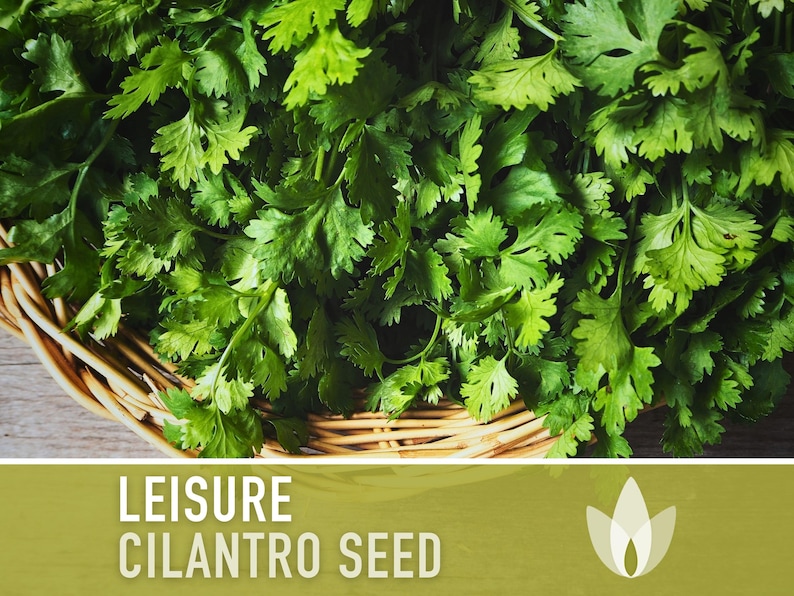 Leisure Cilantro Seeds - Coriander Seeds, Heirloom Seeds, Slow-Bolting, Culinary Herb Seeds, Medicinal Herb, Open Pollinated, Non-GMO