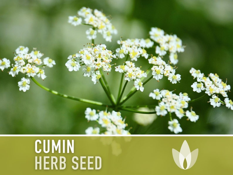 Cumin Herb Heirloom Seeds