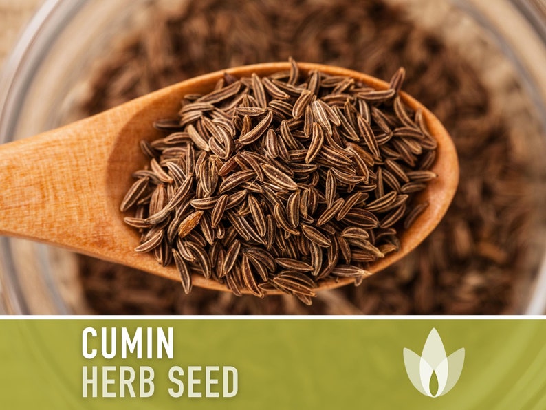 Cumin Herb Heirloom Seeds - Warm Season, Annual, Beneficial Bug, Indian Spice, Mexican Spice, Open Pollinated, Non-GMO